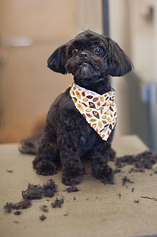 Product - Doggy Do's Professional Dog Grooming in Avon, CT Pet Boarding & Grooming