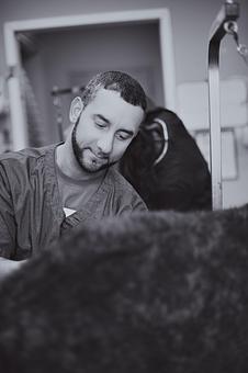 Product - Doggy Do's Professional Dog Grooming in Avon, CT Pet Boarding & Grooming