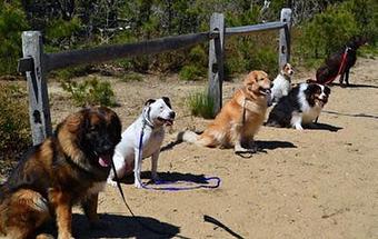 Product - Dogman Dog Training in Mashpee, MA Animal Training