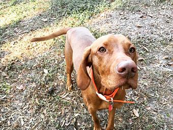 Product - Dogpatch Downs in Ocala, FL Pet Care Services