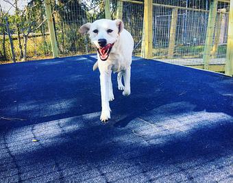 Product - Dogpatch Downs in Ocala, FL Pet Care Services