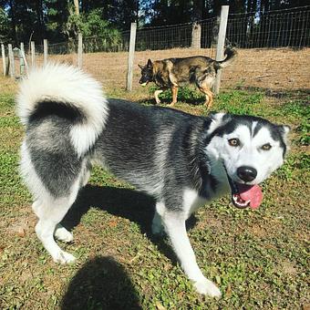 Product - Dogpatch Downs in Ocala, FL Pet Care Services