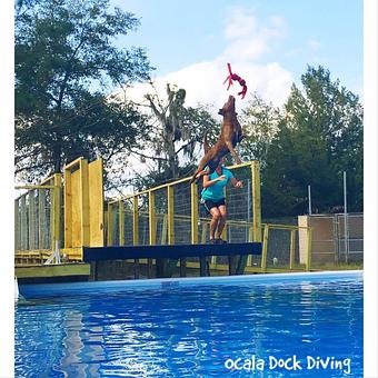 Product - Dogpatch Downs in Ocala, FL Pet Care Services