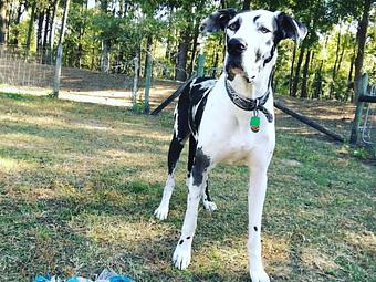 Product - Dogpatch Downs in Ocala, FL Pet Care Services
