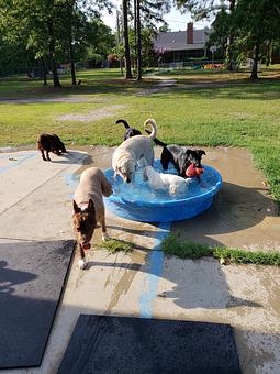 Product - Dogs Best Friend in Columbia, SC Hot Dog Restaurants
