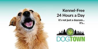 Product - Dogtown Cincinnati in Clifton - Cincinnati, OH Pet Care Services