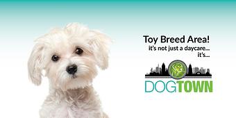 Product - Dogtown Cincinnati in Clifton - Cincinnati, OH Pet Care Services