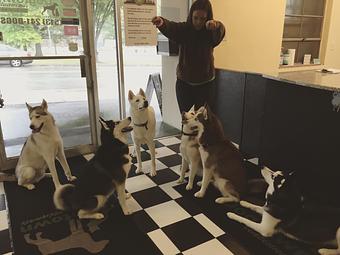 Product - Dogtown Cincinnati in Clifton - Cincinnati, OH Pet Care Services