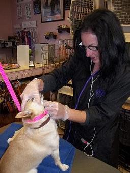 Product - Dorothy'sK-9 Grooming in Flagstaff, AZ Pet Boarding & Grooming