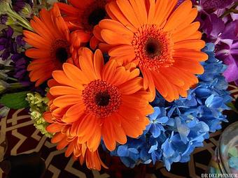 Product - Dr Delphinium Flower & Orchid House in Richardson, TX Florists