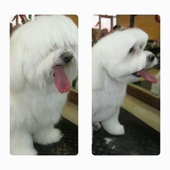 Product - Eldorado Pet Grooming in McKinney, TX Pet Boarding & Grooming