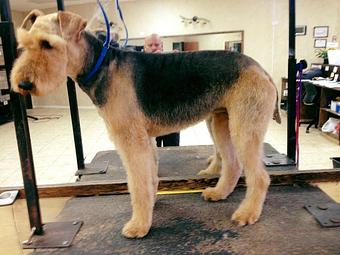 Product - Eldorado Pet Grooming in McKinney, TX Pet Boarding & Grooming
