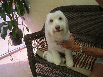 Product - Eldorado Pet Grooming in McKinney, TX Pet Boarding & Grooming