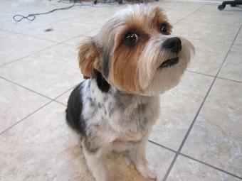 Product - Eldorado Pet Grooming in McKinney, TX Pet Boarding & Grooming