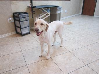 Product - Eldorado Pet Grooming in McKinney, TX Pet Boarding & Grooming