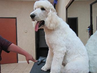 Product - Eldorado Pet Grooming in McKinney, TX Pet Boarding & Grooming