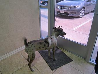 Product - Eldorado Pet Grooming in McKinney, TX Pet Boarding & Grooming