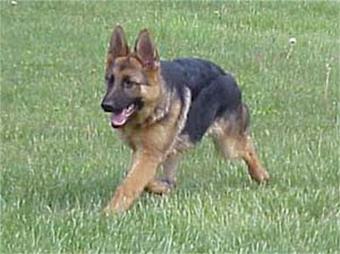 Product - Elite German Shepherds in Luling, TX Restaurants/Food & Dining