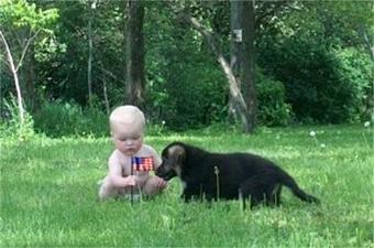 Product - Elite German Shepherds in Luling, TX Restaurants/Food & Dining