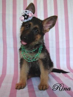 Product - Elite German Shepherds in Luling, TX Restaurants/Food & Dining
