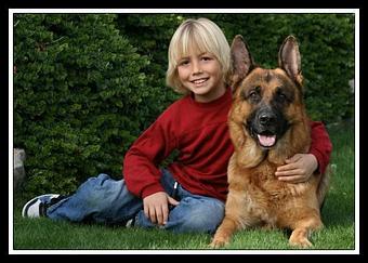 Product - Elite German Shepherds in Luling, TX Restaurants/Food & Dining