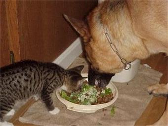 Product - Elite German Shepherds in Luling, TX Restaurants/Food & Dining