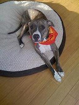 Product - Everything and The Dog in We service all of Northern Virginia - Leesburg, VA Pet Boarding & Grooming