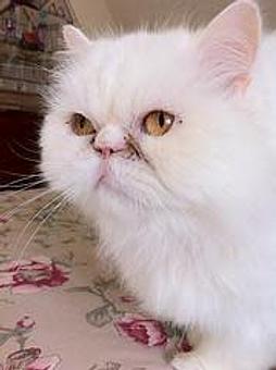 Product - Everything and The Dog in We service all of Northern Virginia - Leesburg, VA Pet Boarding & Grooming