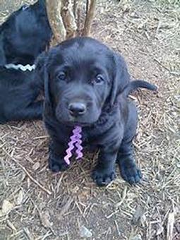 Product - Everything and The Dog in We service all of Northern Virginia - Leesburg, VA Pet Boarding & Grooming