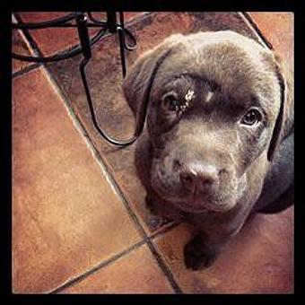 Product - Everything and The Dog in We service all of Northern Virginia - Leesburg, VA Pet Boarding & Grooming