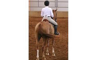 Product - Everything Horse and Hound in Fayetteville, AR Pet Care Services