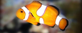 Product - Extreme Marine in Ventura, CA Marine Equipment & Supplies