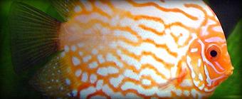 Product - Extreme Marine in Ventura, CA Marine Equipment & Supplies