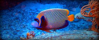 Product - Extreme Marine in Ventura, CA Marine Equipment & Supplies