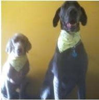 Product - Family Companion Pet Salon in Smithfield, RI Pet Boarding & Grooming