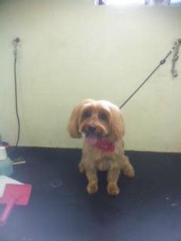 Product - Family Companion Pet Salon in Smithfield, RI Pet Boarding & Grooming