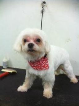 Product - Family Companion Pet Salon in Smithfield, RI Pet Boarding & Grooming