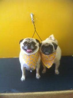 Product - Family Companion Pet Salon in Smithfield, RI Pet Boarding & Grooming