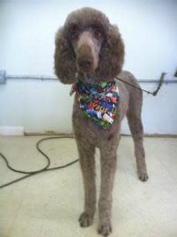 Product - Family Companion Pet Salon in Smithfield, RI Pet Boarding & Grooming