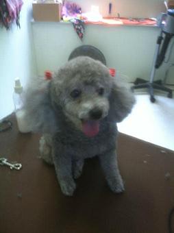 Product - Family Companion Pet Salon in Smithfield, RI Pet Boarding & Grooming