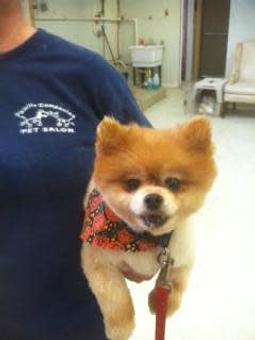 Product - Family Companion Pet Salon in Smithfield, RI Pet Boarding & Grooming