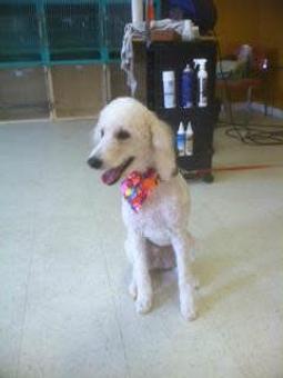 Product - Family Companion Pet Salon in Smithfield, RI Pet Boarding & Grooming