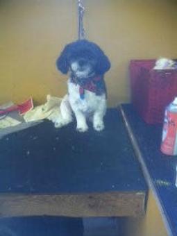 Product - Family Companion Pet Salon in Smithfield, RI Pet Boarding & Grooming