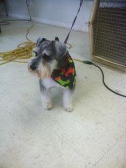 Product - Family Companion Pet Salon in Smithfield, RI Pet Boarding & Grooming