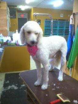 Product - Family Companion Pet Salon in Smithfield, RI Pet Boarding & Grooming