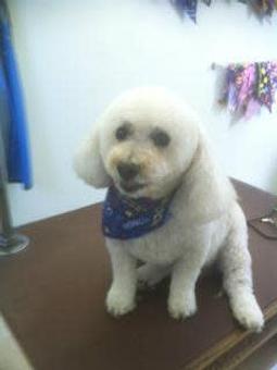 Product - Family Companion Pet Salon in Smithfield, RI Pet Boarding & Grooming