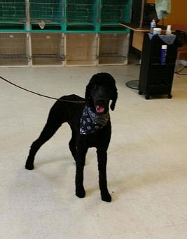 Product - Family Companion Pet Salon in Smithfield, RI Pet Boarding & Grooming