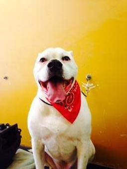 Product - Family Companion Pet Salon in Smithfield, RI Pet Boarding & Grooming