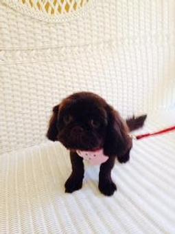 Product - Family Companion Pet Salon in Smithfield, RI Pet Boarding & Grooming