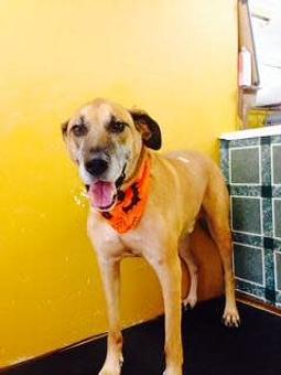 Product - Family Companion Pet Salon in Smithfield, RI Pet Boarding & Grooming